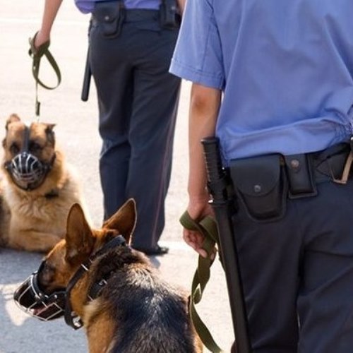 Servicios de vigilancia con perros (especialidad)